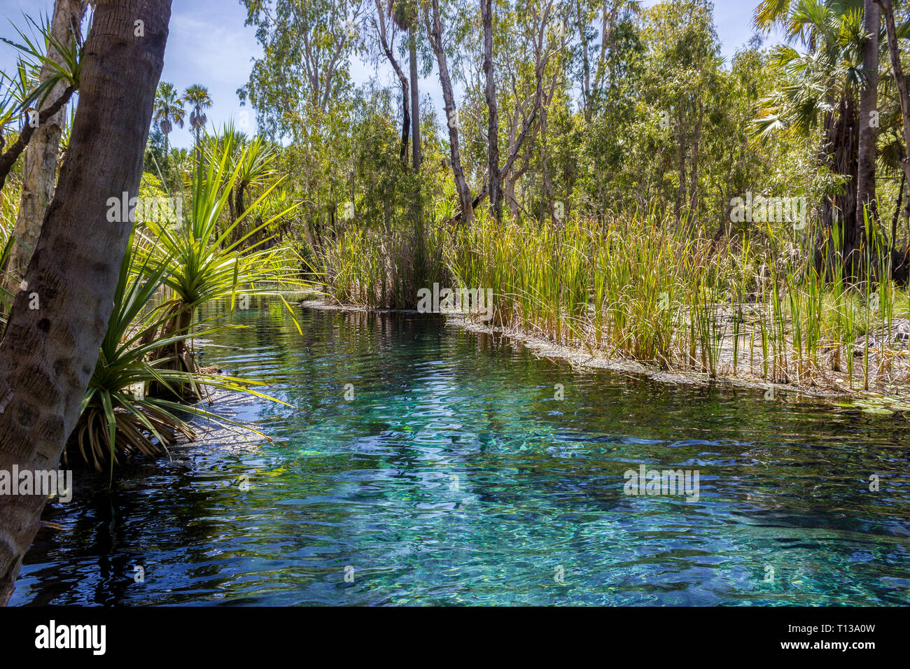 In Australien mataranka Fluss der Handfläche und den See in der Natur Stockfoto