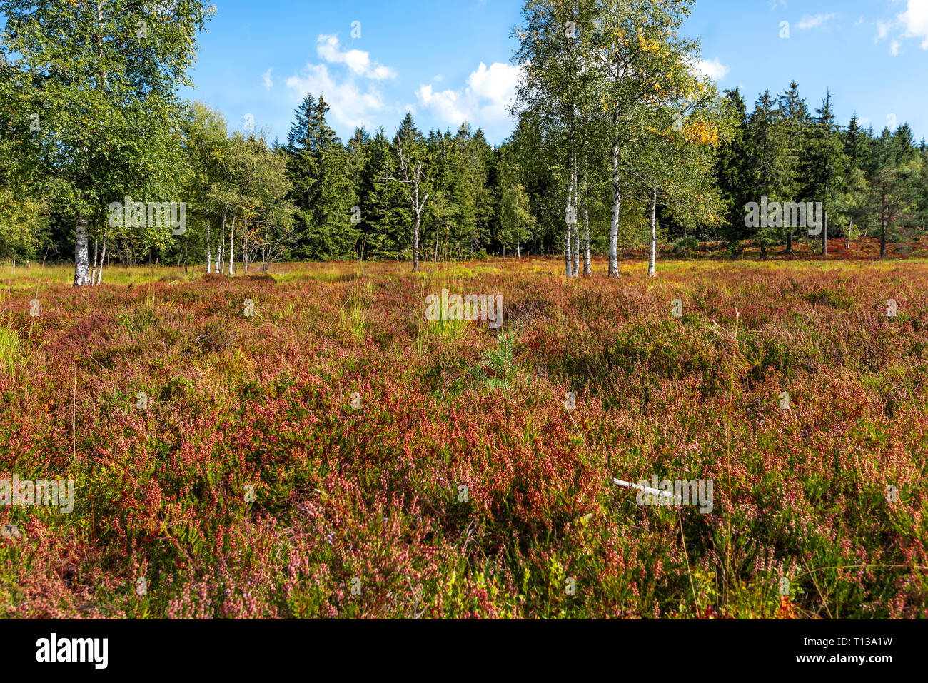 Fast baumlosen Heather Landschaft und blühende Erica und Birken, Nördlicher Schwarzwald, Deutschland, Relief grinde zwischen Schliffkopf und Zuflucht Stockfoto