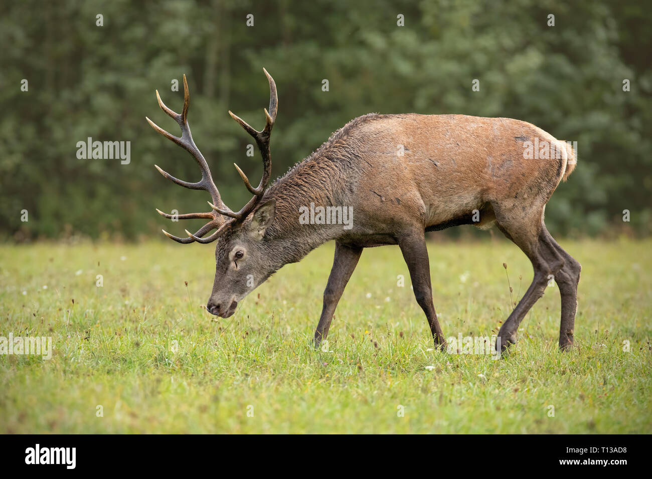 Red Deer stag Beweidung auf die Wiese mit grünen Wald unscharf im Hintergrund. Stockfoto