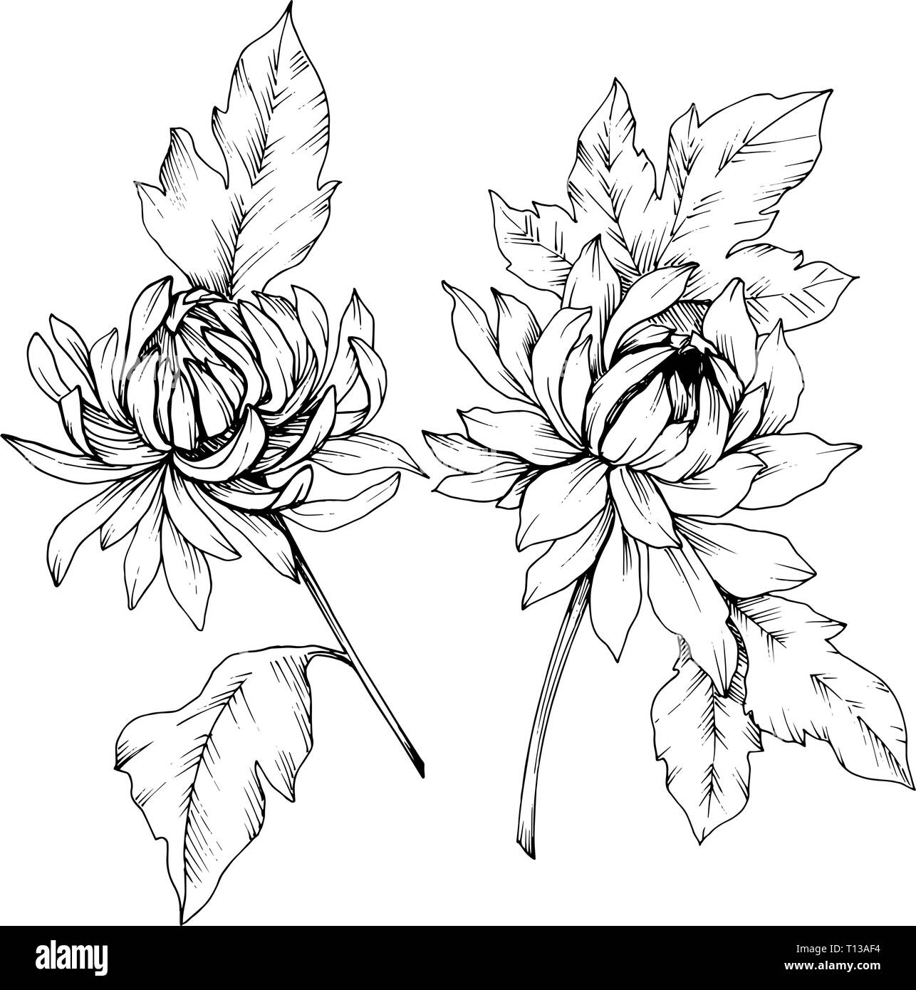 Vektor Chrysantheme floral botanischen Blumen. Schwarz und weiß eingraviert Tinte Art isoliert Blume Illustration Element. Stock Vektor
