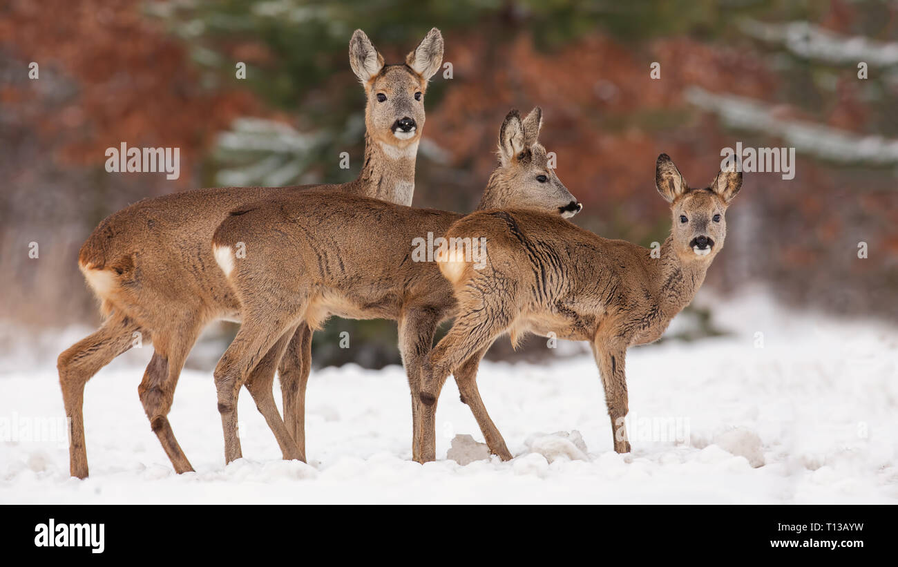 Rehe, Hyla arborea, Herde in den tiefen Schnee im Winter. Stockfoto