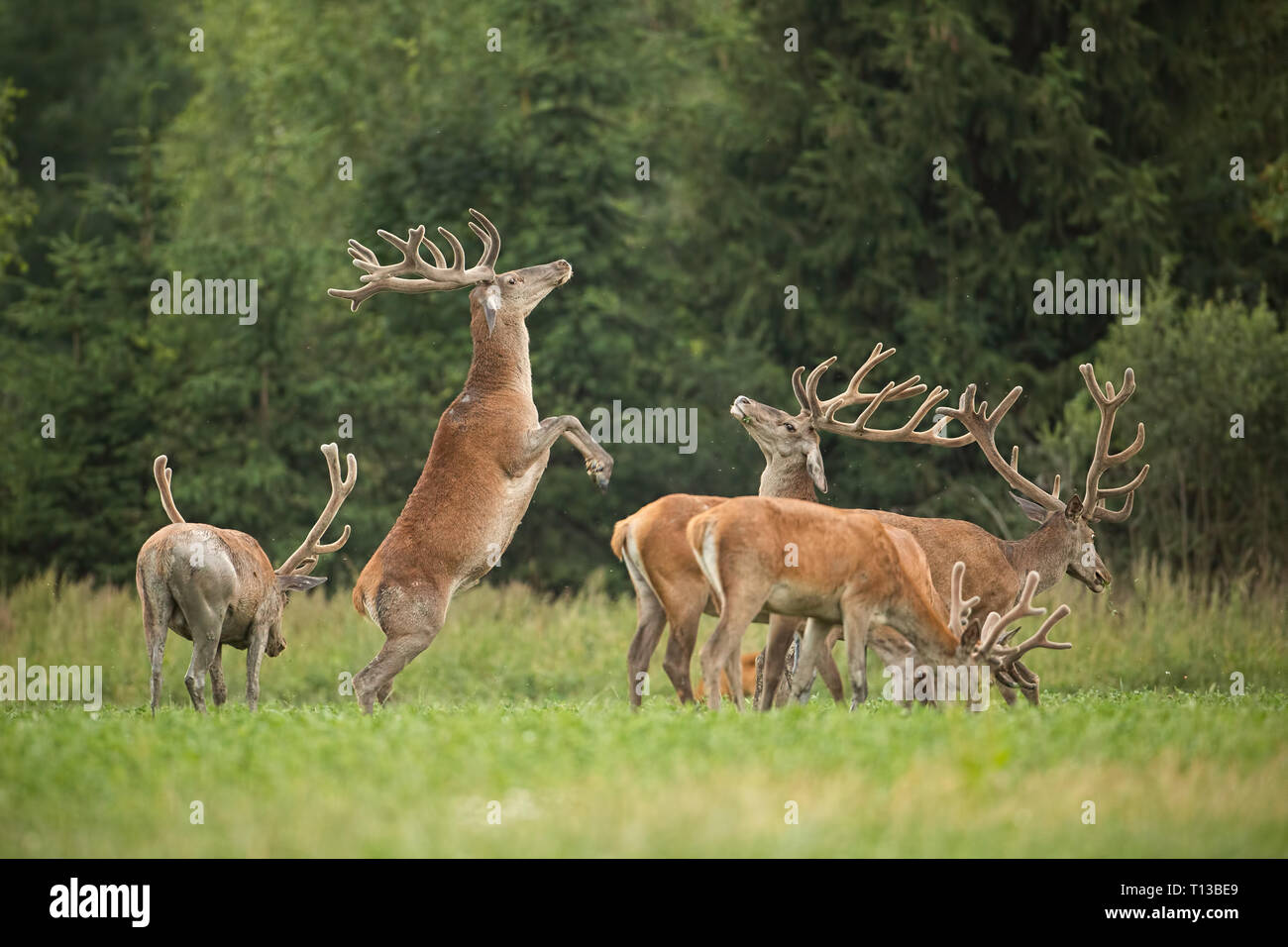 Zwei kämpfende Rotwild Hirsche stehen auf der Rückseite der Beine mit Geweih in Samt. Stockfoto