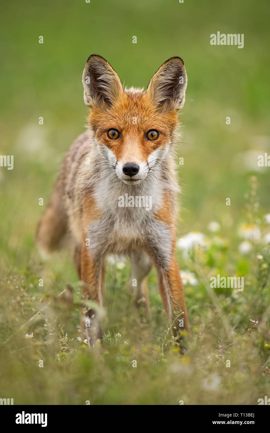 Junge neugierige Red Fox auf einer Sommerwiese mit Blumen Stockfoto