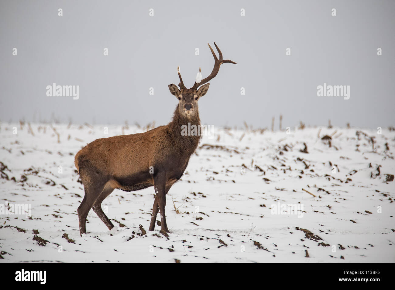 Rotwild, Cervus elaphus, im Winter auf Schnee mit Geweih gebrochen. Stockfoto