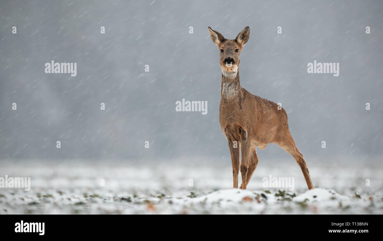 Rehe, Hyla arborea, Reh im Winter bei Schneefall. Stockfoto