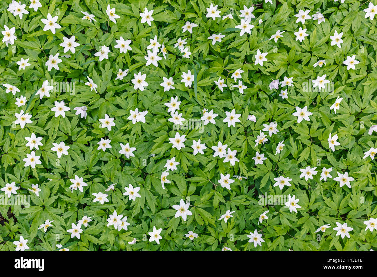 Weiße Anemonen Teppich Draufsicht. ersten Frühling weiße Blumen im Wald Stockfoto