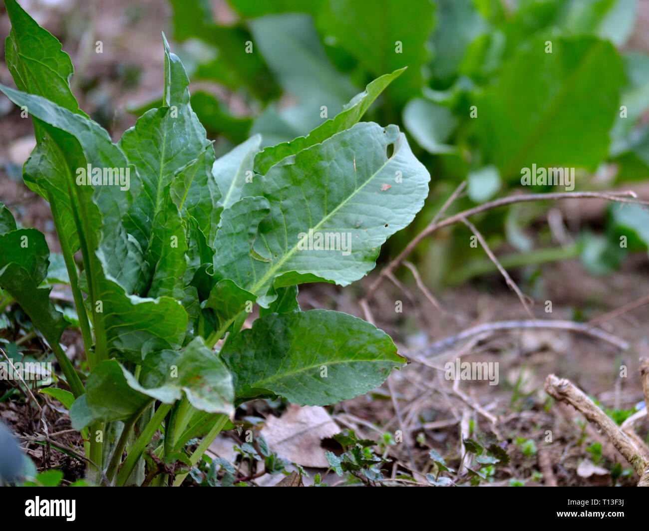Junge Geduld - dock Pflanze im Frühjahr Stockfoto
