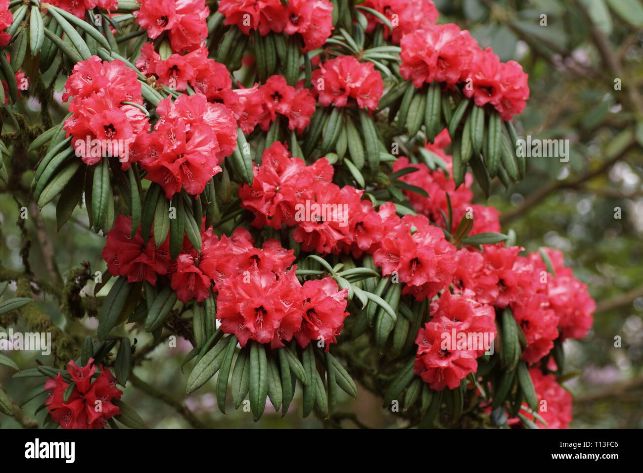 Rhododendron barbatum an Clyne Gärten, Swansea, Wales, UK. Stockfoto