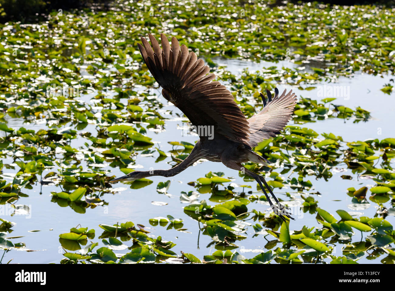 Great Blue Heron (Ardea herodias) fliegen, Anhinga Trail, Everglades National Park, Florida, USA Stockfoto