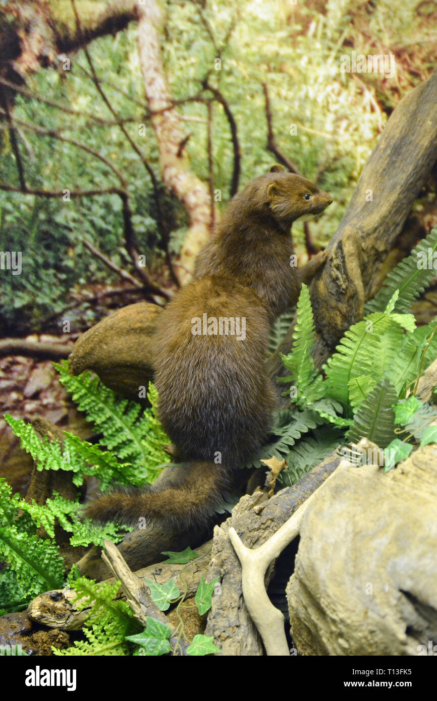 Natural History Museum, Galerie, Barnstaple Barnstaple, Devon, Großbritannien Stockfoto