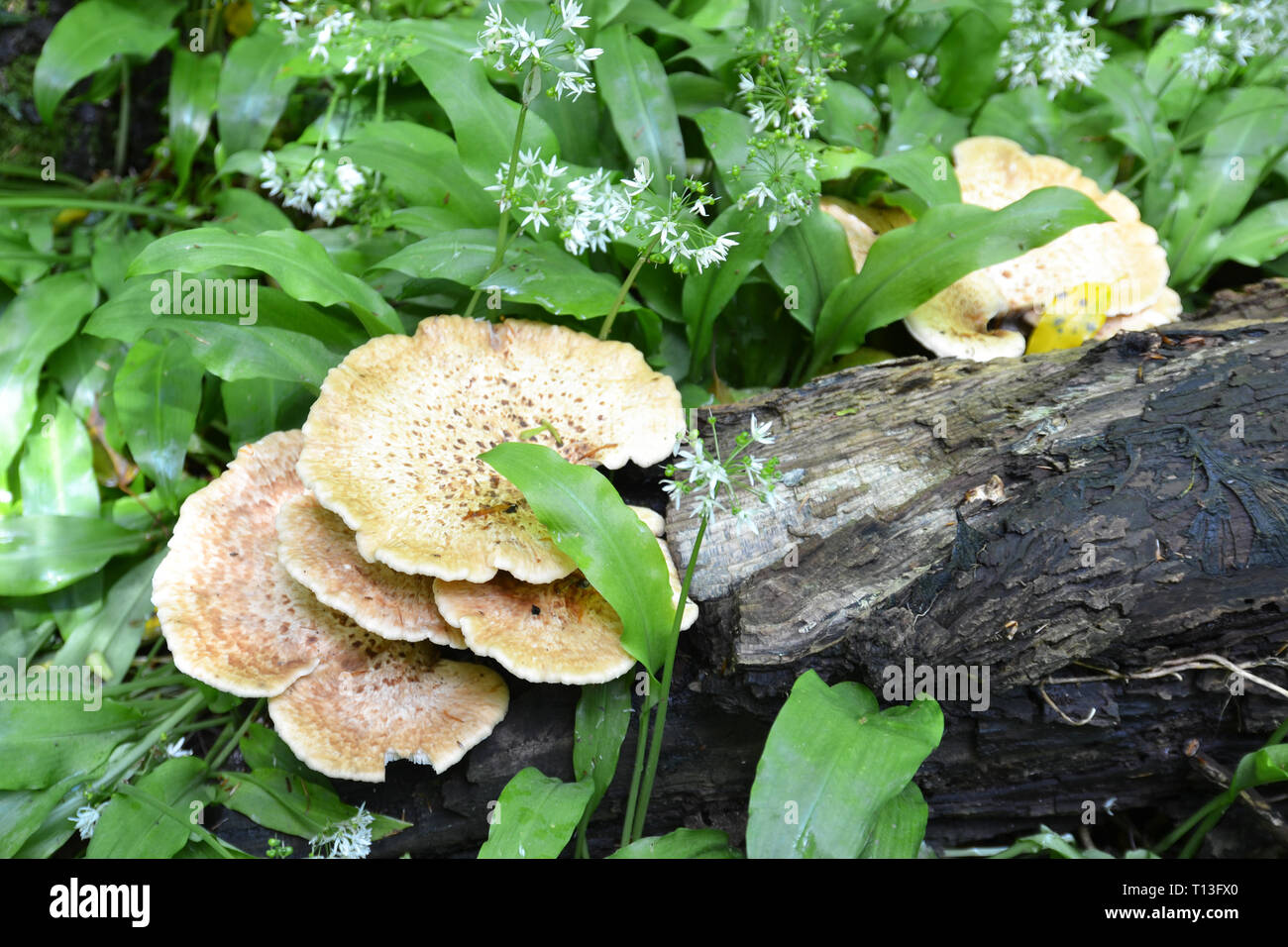 Halterung Pilz im Wald in der Nähe von Arlington, Devon, Großbritannien Stockfoto