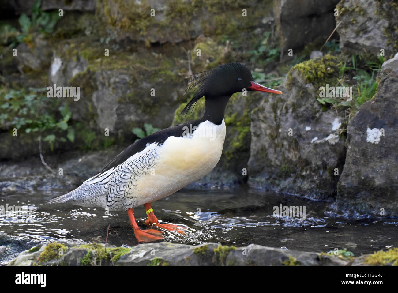 Ein reifer Mann Schuppige-seitig Merganser (Mergus squamatus) steht in einem kleinen Bach im Süden Englands Stockfoto