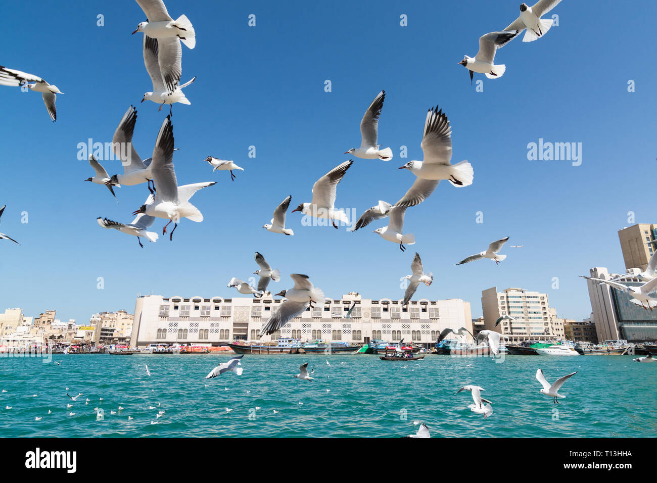 DUBAI, VEREINIGTE ARABISCHE EMIRATE - MÄRZ 2019: Möwen am Dubai Creek fliegen Stockfoto