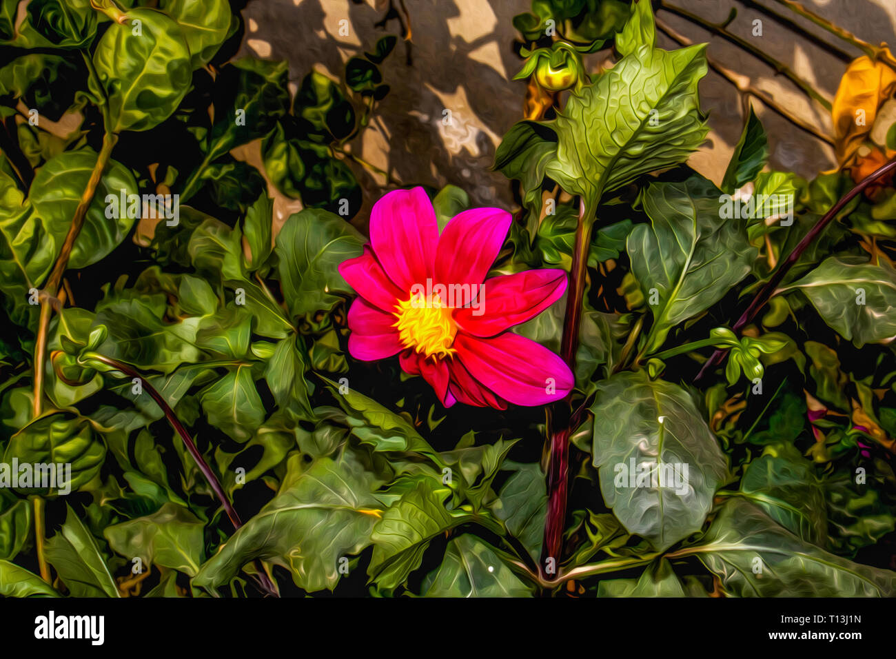 Rosa Cosmos flower garden, dieses Foto wurde ein Foto zu machen, ein Ölgemälde ähneln Stockfoto