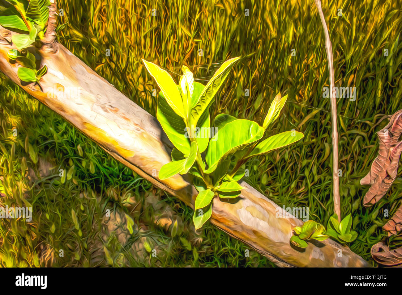 Grüne Blätter vom Ast oder Stamm von Guave, dieses Foto wurde ein Foto zu machen, ein Ölgemälde ähneln Stockfoto
