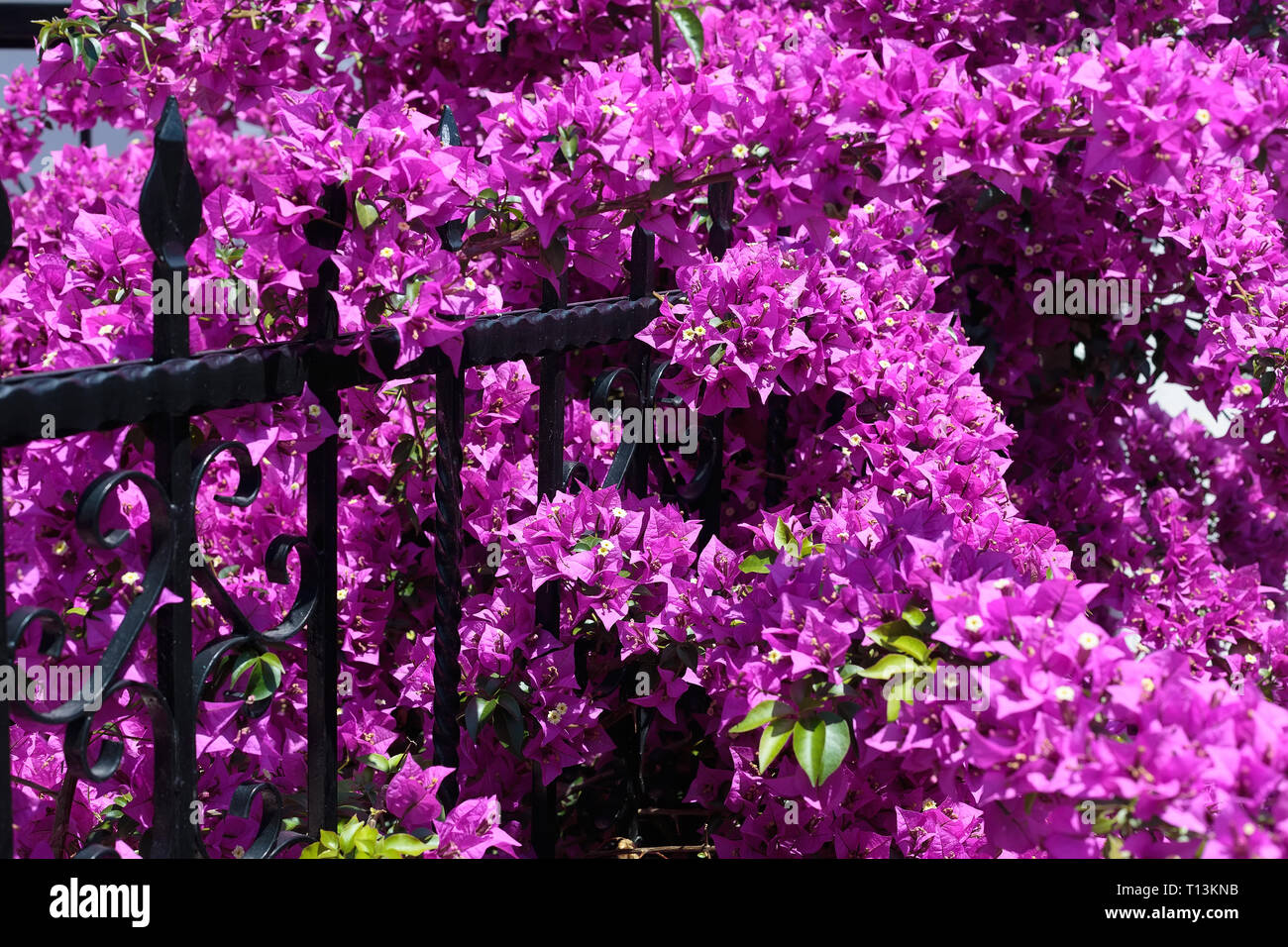 Rosa Lila bougainvillea Blume auf Dekoration zaun Hintergrund Stockfoto