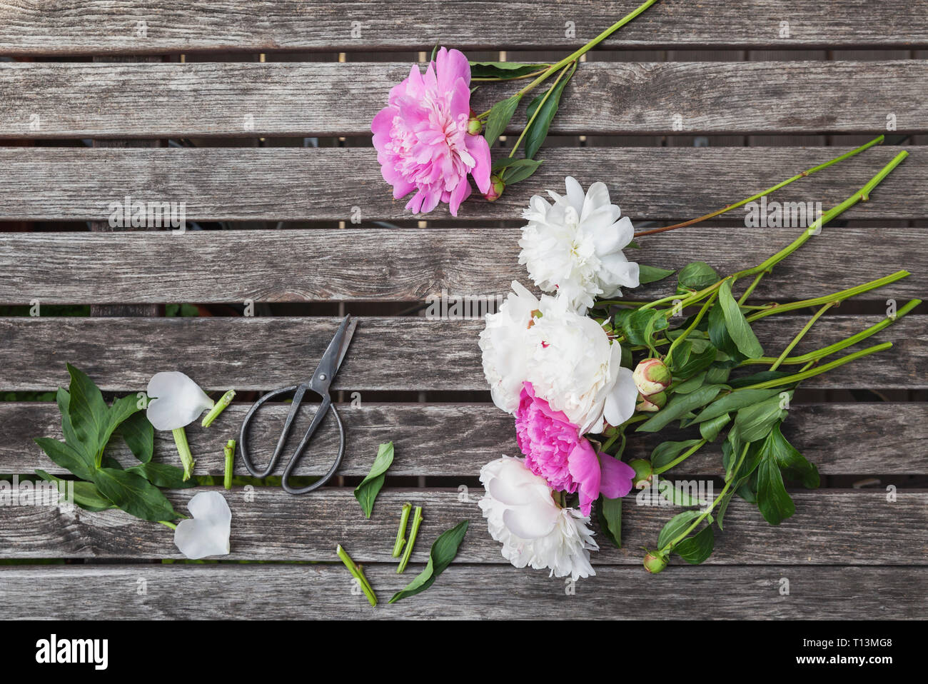 Rosa und weissen Pfingstrosen und Schere auf Garten Tisch Stockfoto