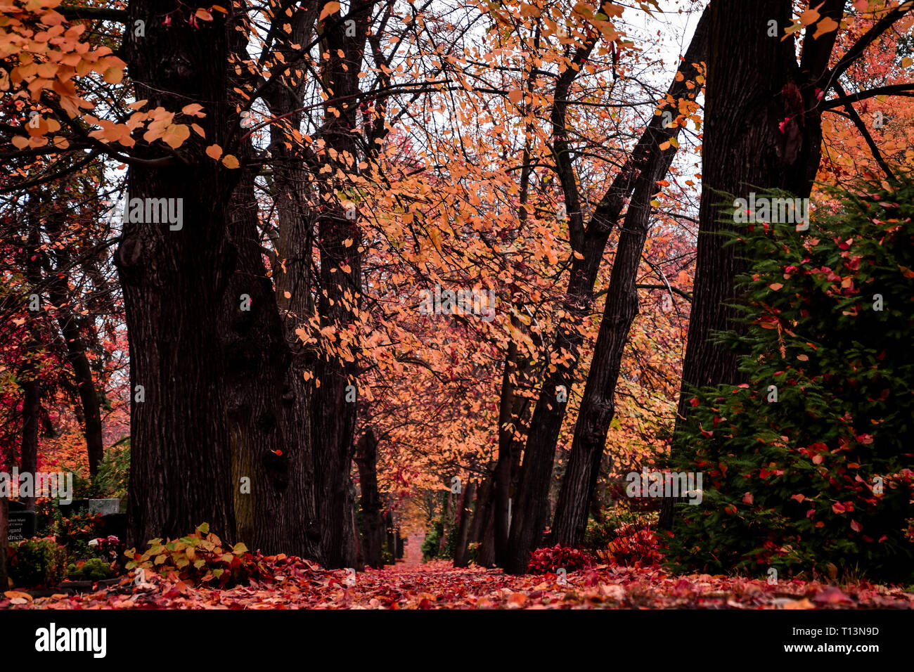 Herbst oder Herbst Landschaften in Mitteleuropa Stockfoto
