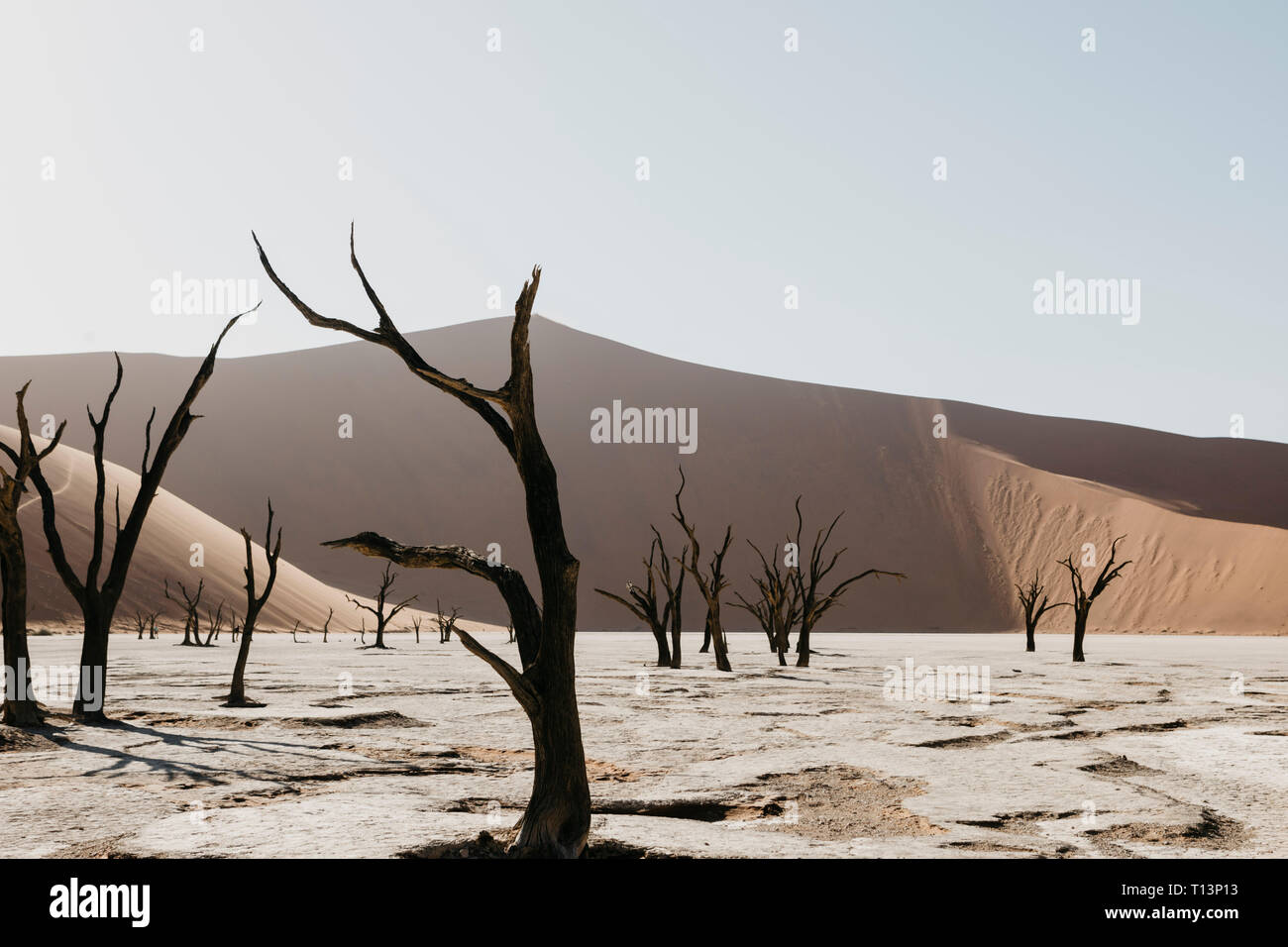 Namibia, die Wüste Namib, Namib-Naukluft-Nationalpark, Sossusvlei, Deadvlei und Big Daddy Dune Stockfoto