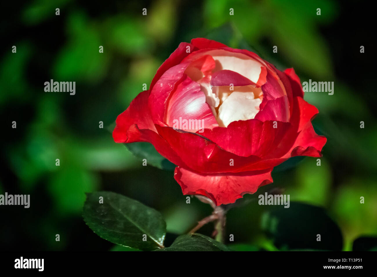 Bud beginnt zu blühen leuchtend rote Rose auf einen dunkelgrünen Hintergrund der Stadt Blumenbeete. Stockfoto