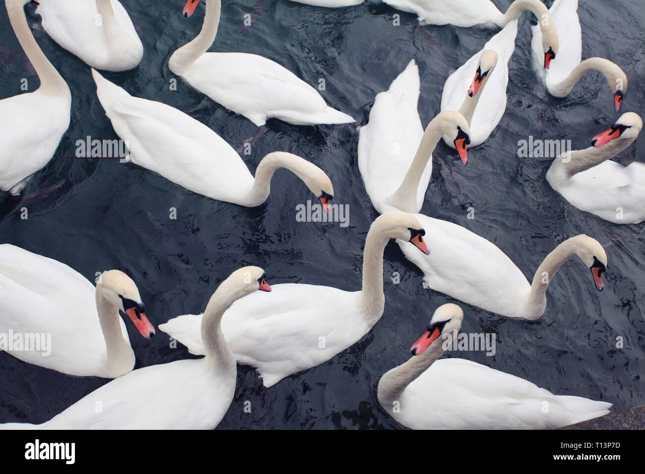 Herde von weiße Schwäne schwimmen auf dunklen Wasser, Stockfoto