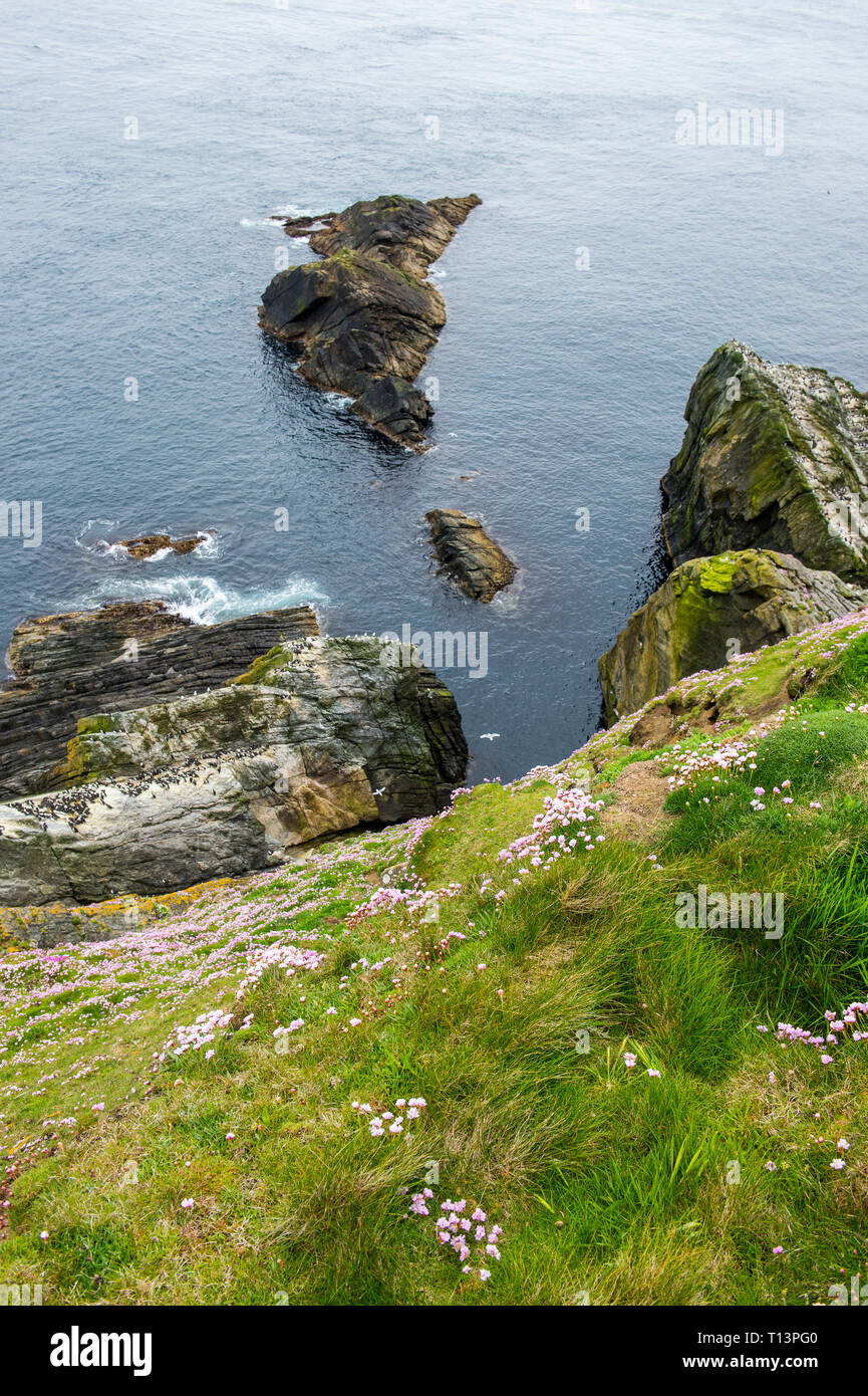 Vereinigtes Königreich, Schottland, Shetland Inseln, steile Klippen von Sumburgh Head Stockfoto