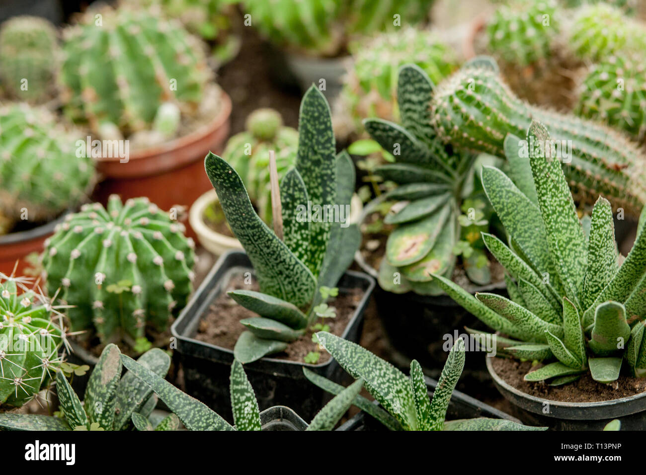 Sammlung von Kakteen Pflanzen in Tpfen. Kleine Zierpflanzen. Selektiver  Fokus, top-Ansicht gedreht. Kaktus Anlage Muster. Natrliche Hintergrund.  Grne Textur b Stockfotografie - Alamy