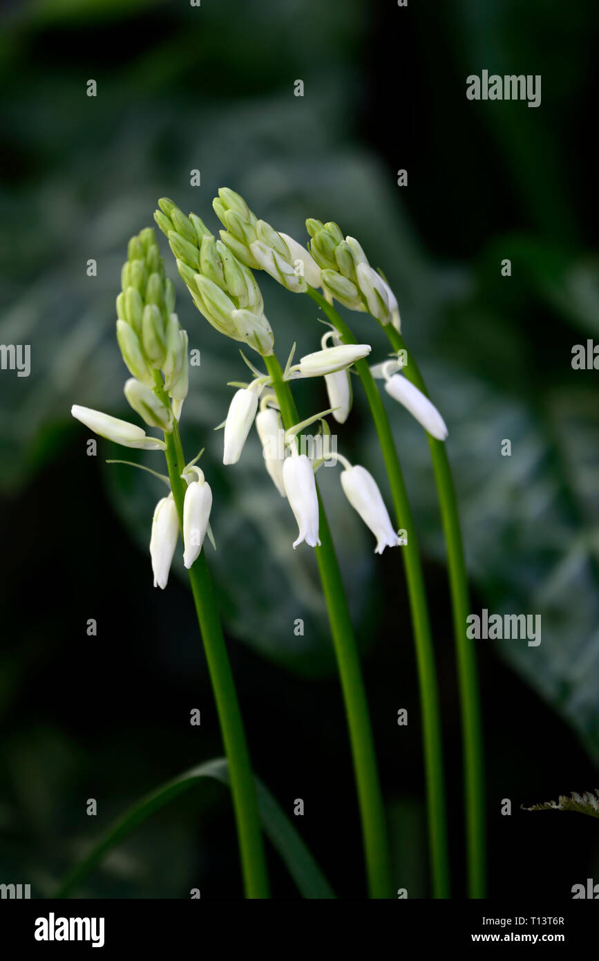 Weiß bluebell, Hyacinthoides non-scripta, Glockenblumen, Blumen, Blüte, frühling, wald, wälder, woodlander, RM Floral Stockfoto