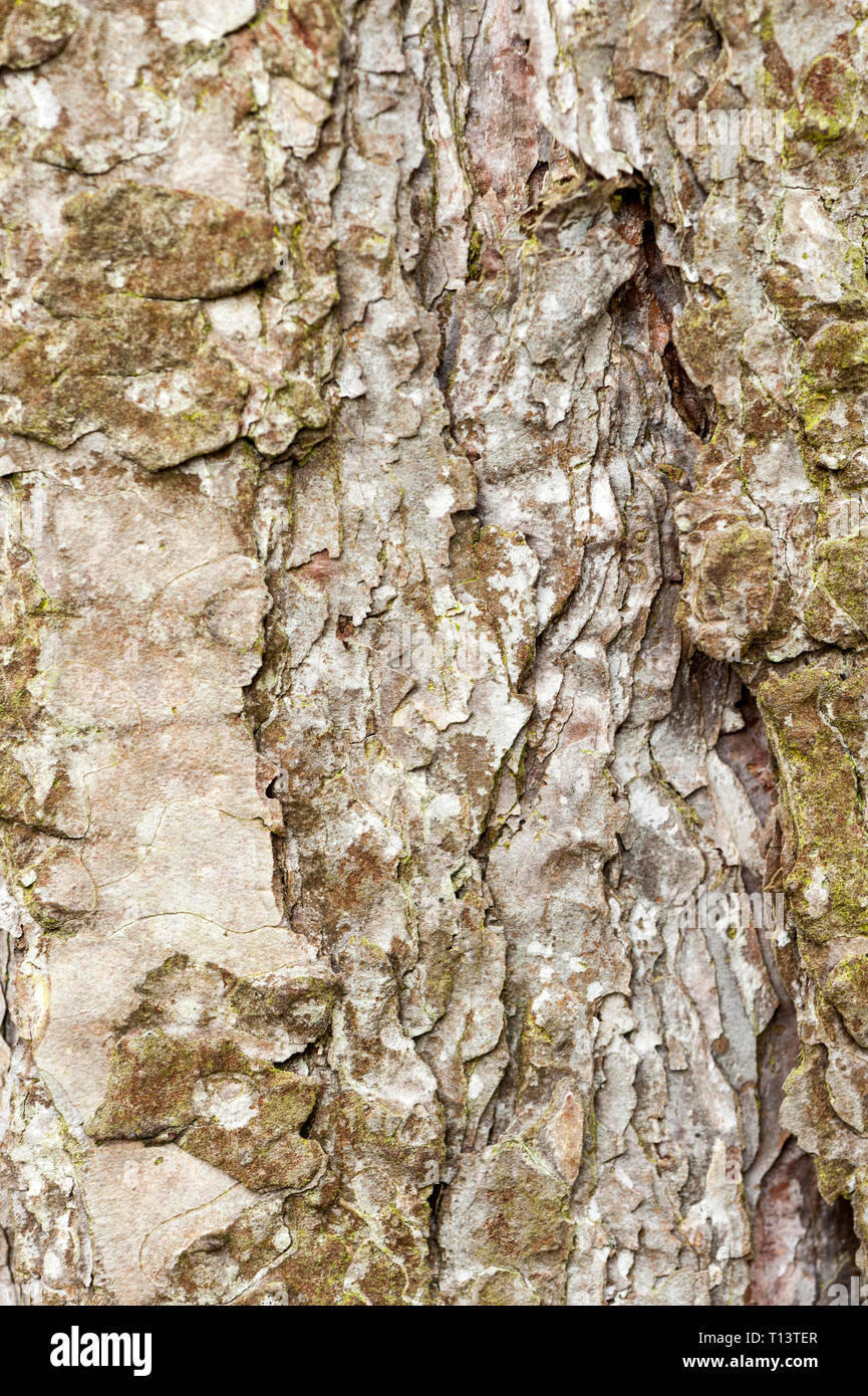 Nahaufnahme von Baumrinde Kiefer Stockfoto