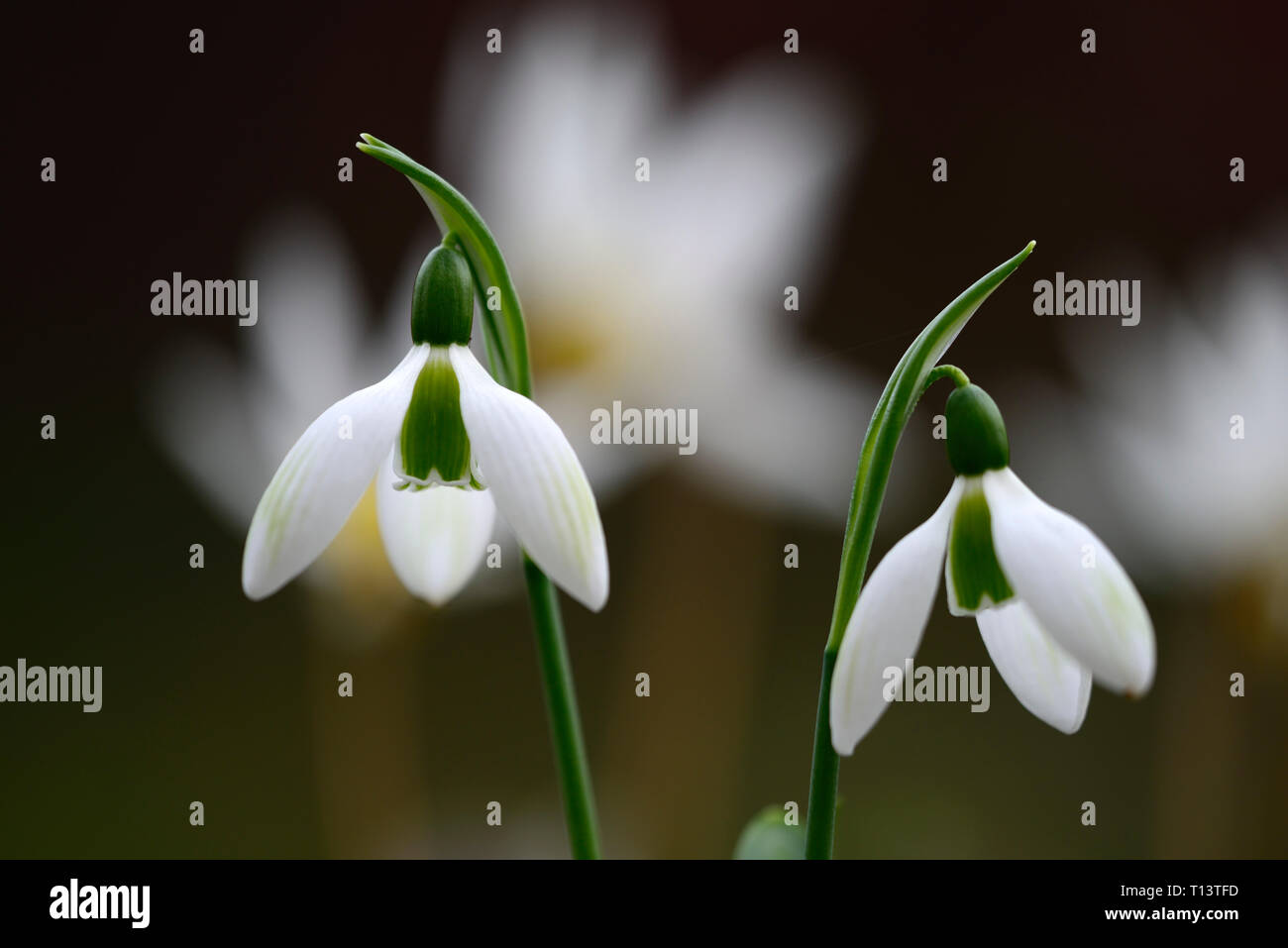 Galanthus Emerald Isle, Schneeglöckchen, Schneeglöckchen, Hybrid, grüne Markierungen, virescent, Frühling, Blume, Blumen, RM Floral Stockfoto