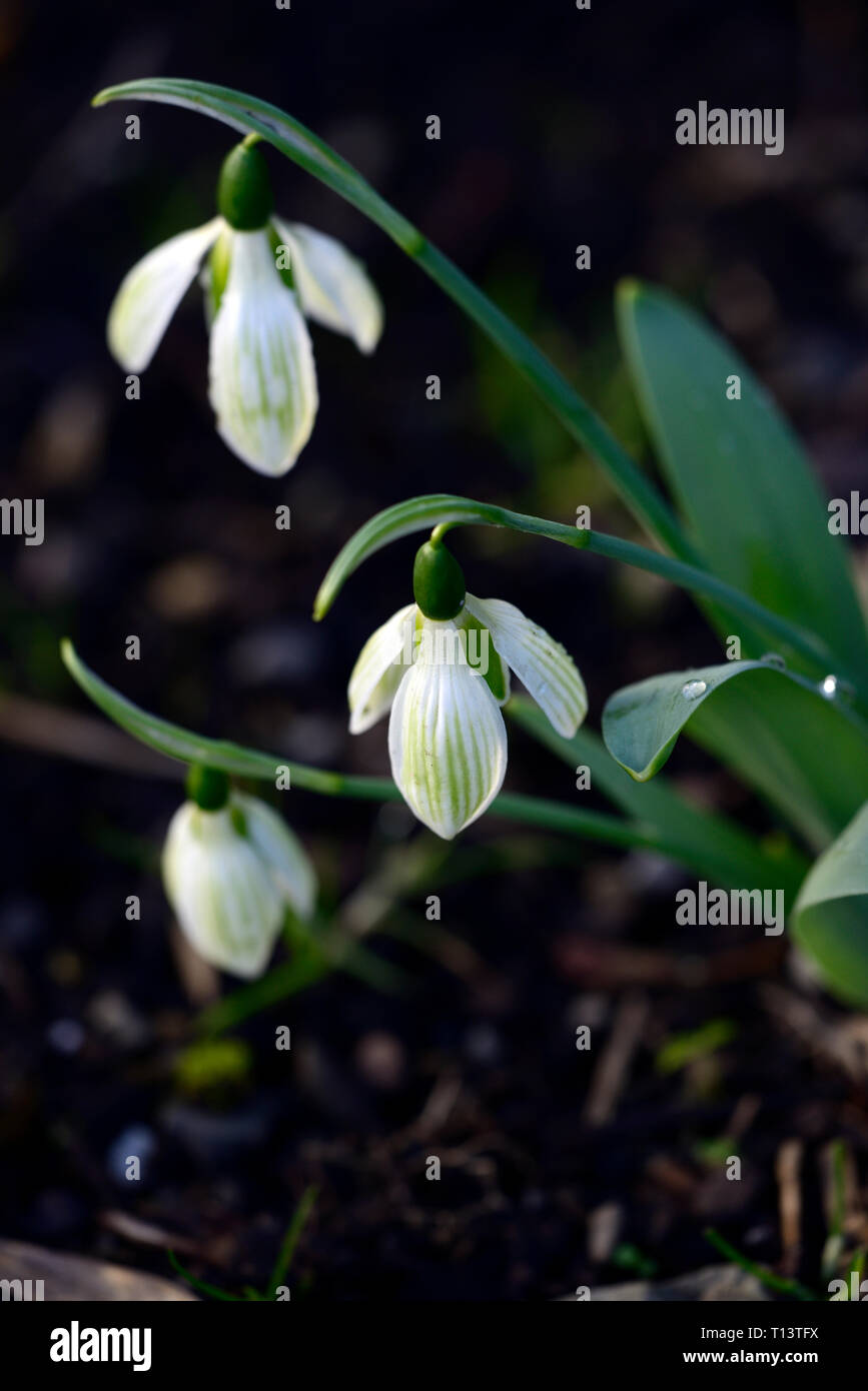 Galanthus Rosmarin Burnham, Hybrid, grüne Markierungen, virescent, Schneeglöckchen, Schneeglöckchen, Frühling, Blume, Blumen, RM Floral Stockfoto