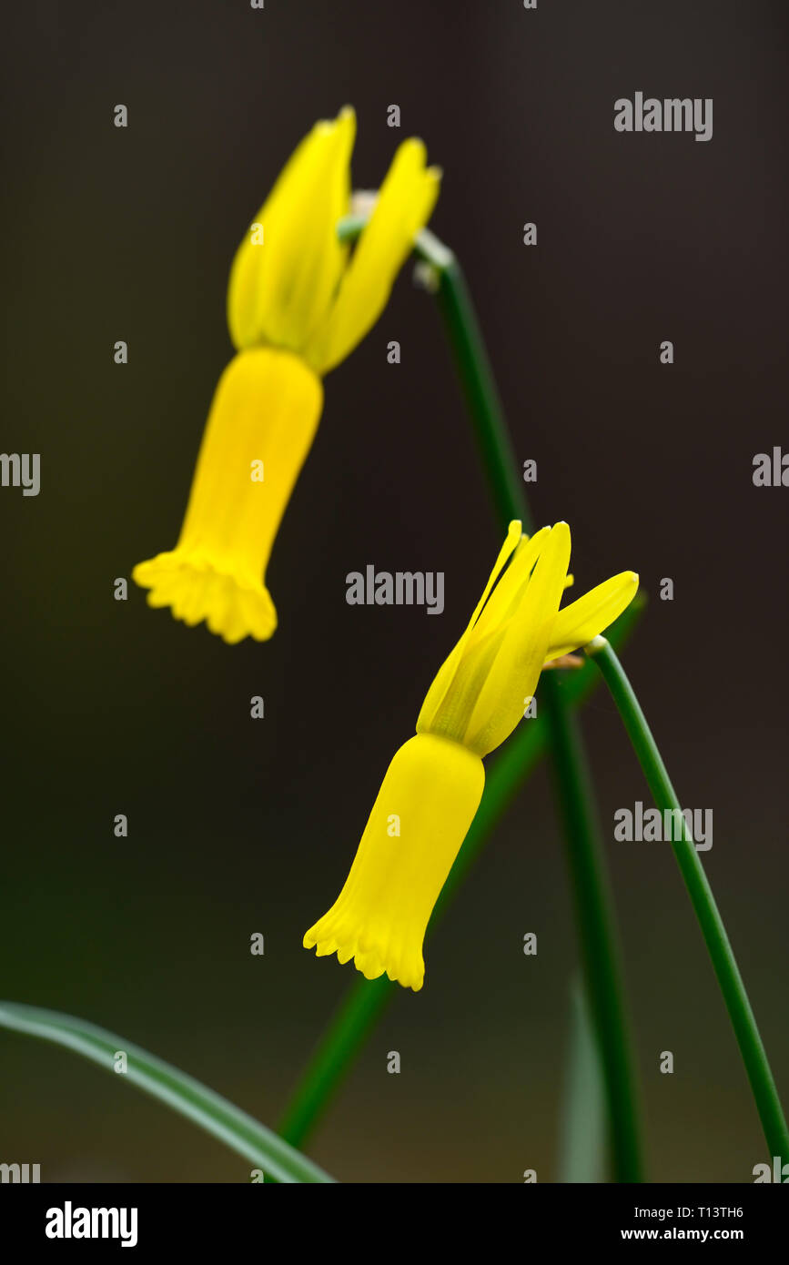 Narcissus cyclamineus, cyclamen blühenden Narzissen, Arten, Narzisse, gelbe Blumen, Blüte, Frühling, Zurückgebogen Blütenblätter, Reflex, Blütenblätter, RM Floral Stockfoto