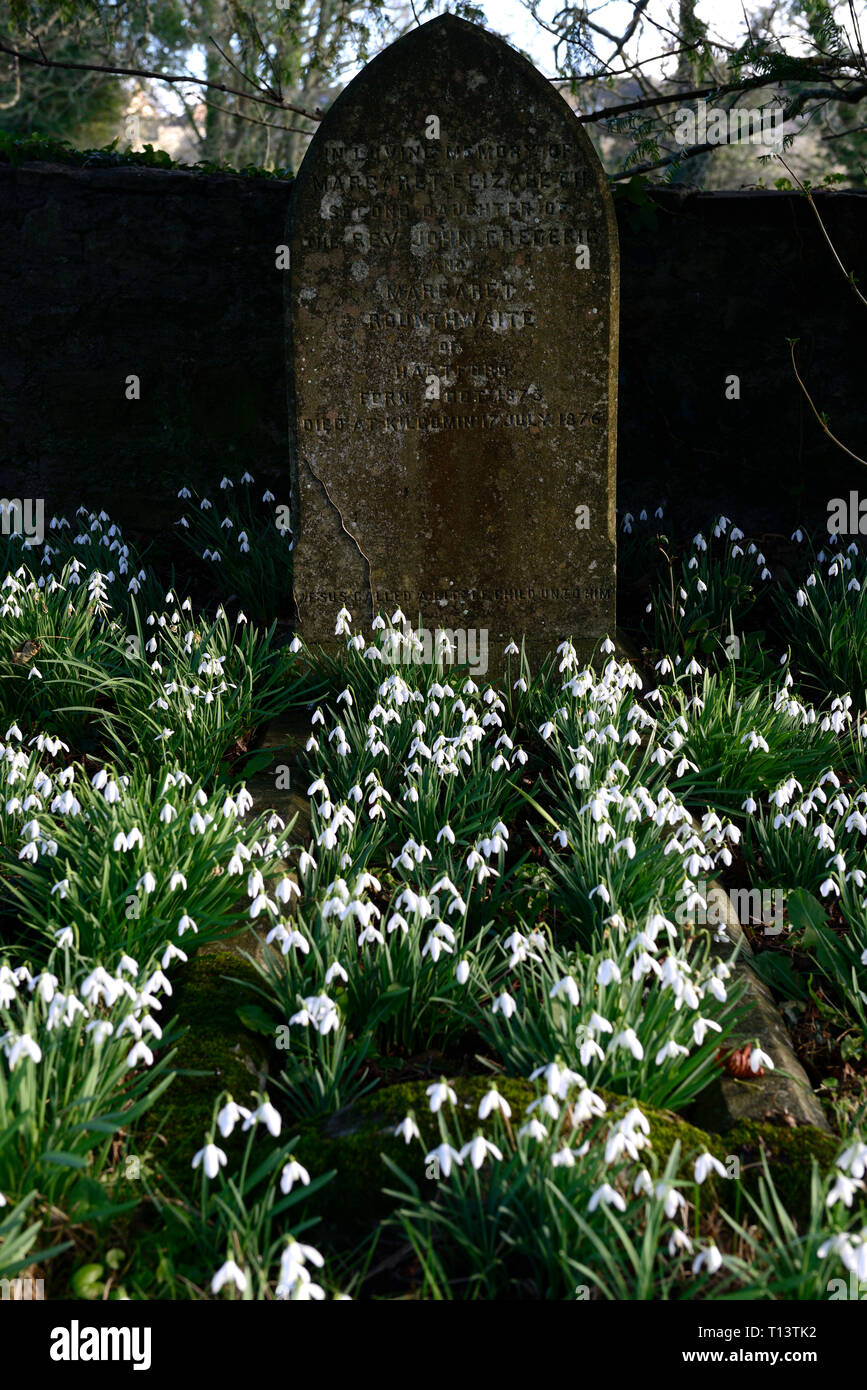 Galanthus nivalis, Schneeglöckchen, Schneeglöckchen, Feder, Grave, Graves, Grabstein, Grabsteine, Friedhof, Blume, Blumen, Blüte, Leben, Tod, Friedhof, c Stockfoto