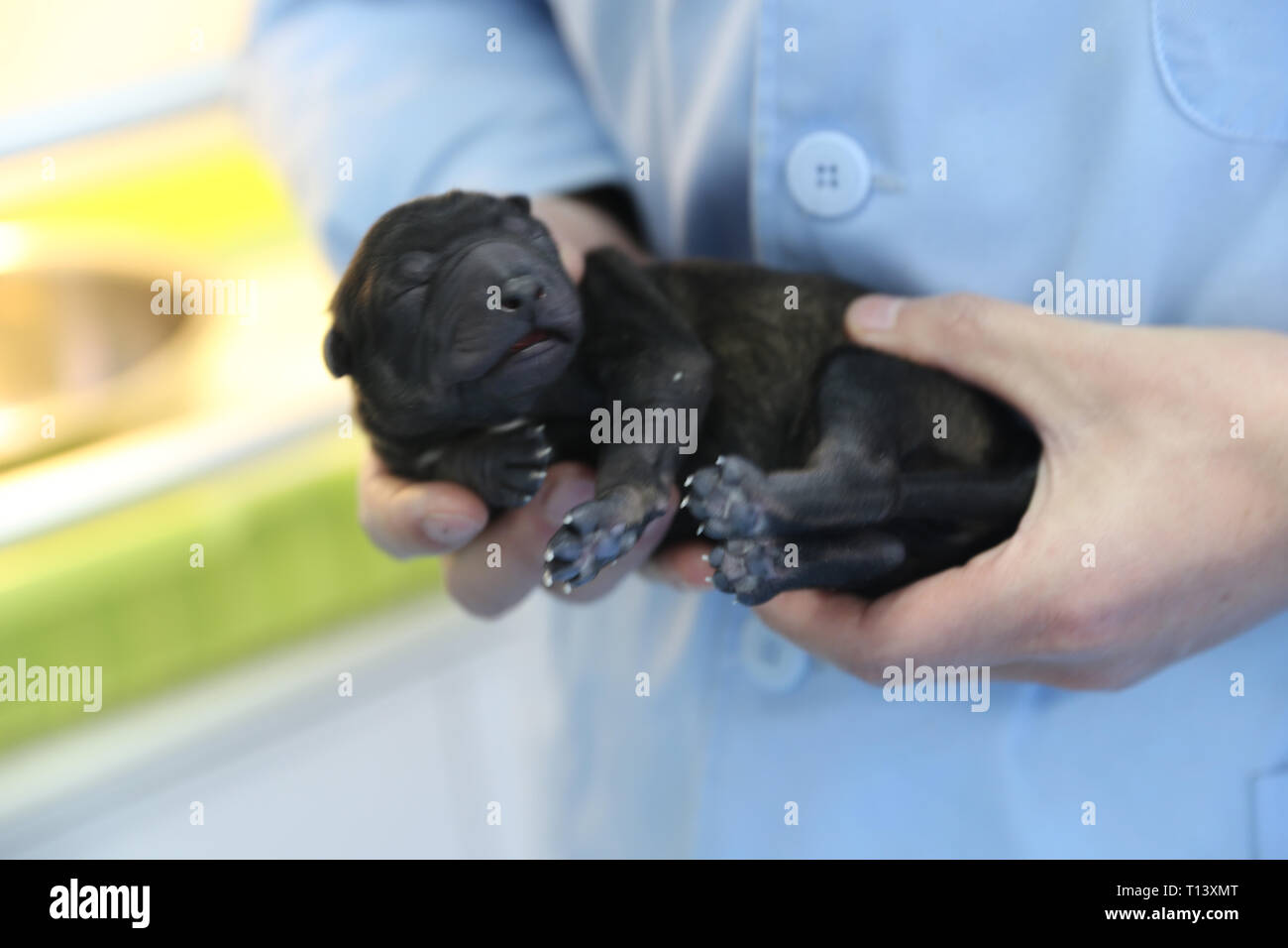 Kunming. 23 Mär, 2019. Undatiertes Foto zeigt neugeborenes Kunxun, Chinas erste geklonte Polizei Hund. Drei Monate alte Kunxun kam in Kunming Polizeihund Base aus Peking Anfang dieses Monats Training zu erhalten. Kunxun wurde im Dezember 2018 in Peking auf einem gesunden Zustand geboren mit 540 Gramm Gewicht und 23 Zentimeter in der Länge. Kunxun wurde von einem 7-jährigen weiblichen Polizei Hund namens Huahuangma, das als einen großen Detektiv Hund geklont. Nach einer Prüfung durch eine Institution, Kunxun's DNA ist über 99,9 Prozent identisch mit der des Huahuangma. Quelle: Xinhua/Alamy leben Nachrichten Stockfoto