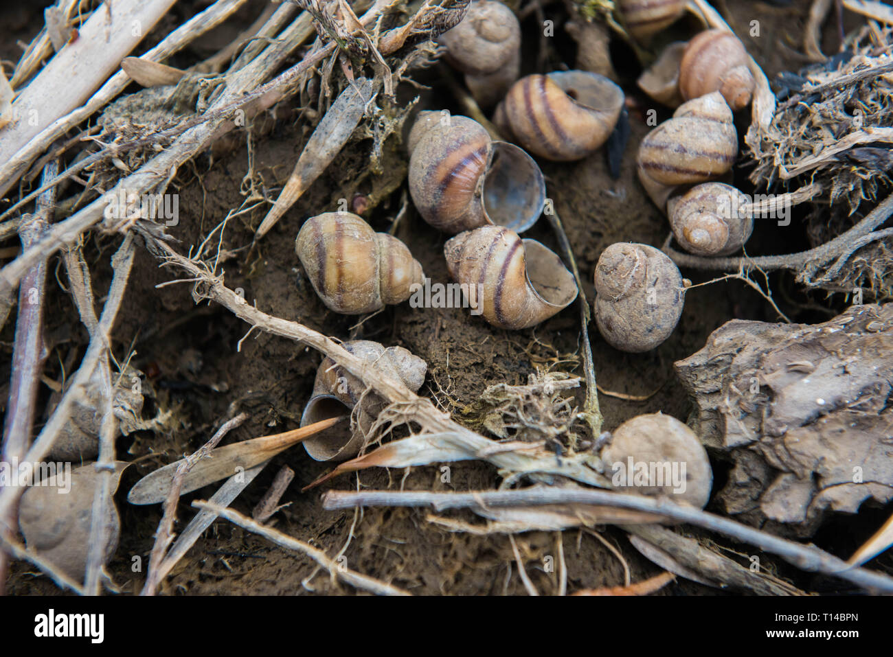 Fluss Muscheln am Ufer des Flusses Stockfoto