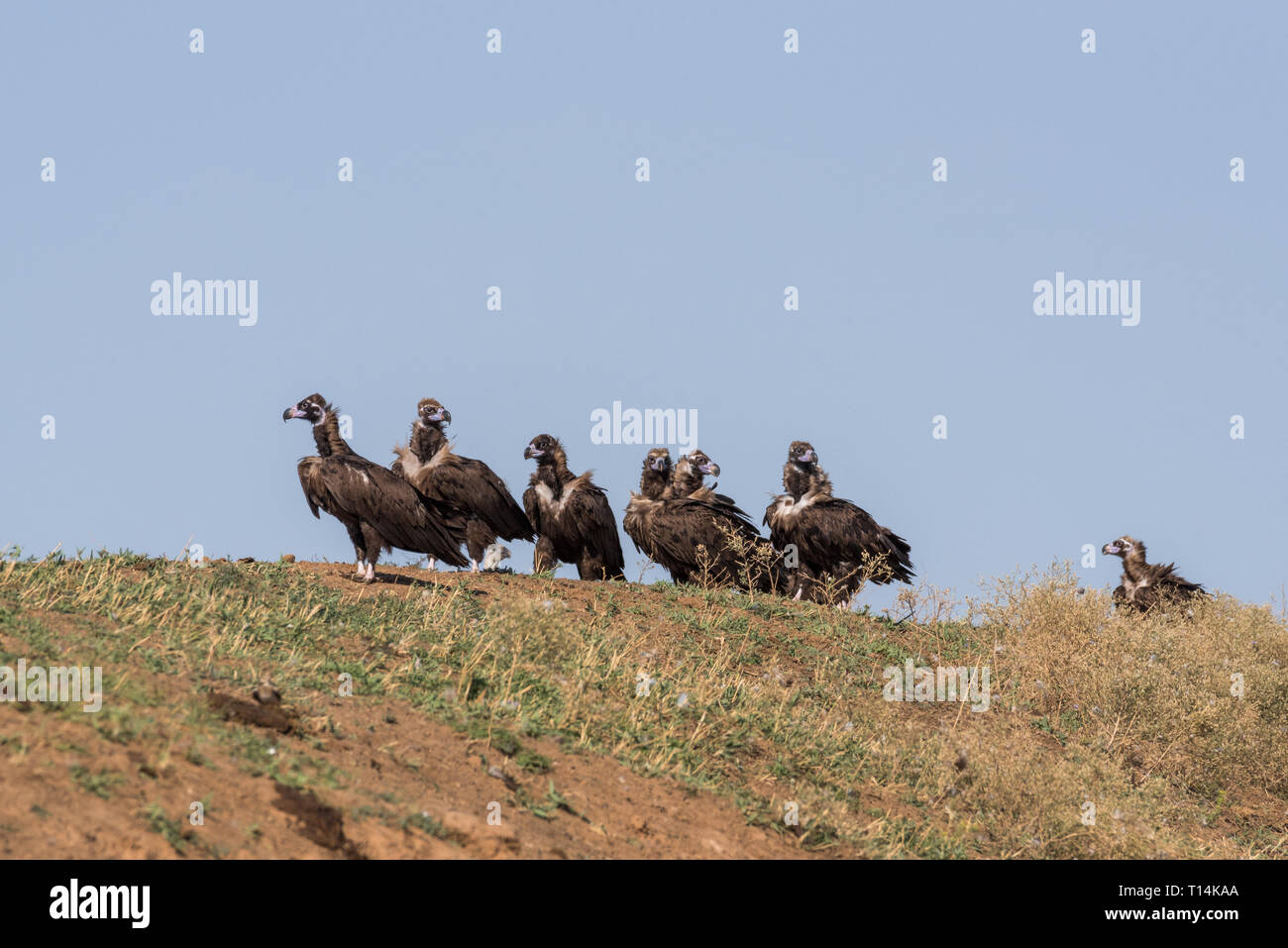 Ein Vogelschwarm Cinereous Geier (Aegypius monachus). Chyornye Zemli (Schwarz landet) Naturschutzgebiet, Kalmückien Region, Russland. Чёрные грифы, сипы Stockfoto