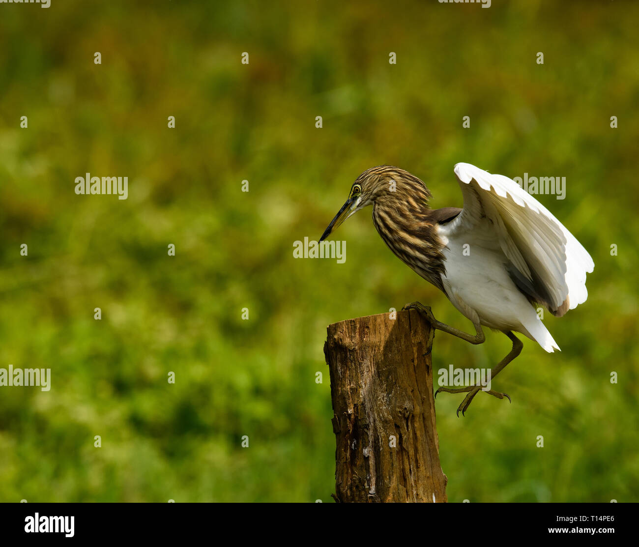 Teich Graureiher und Silberreiher im natürlichen Lebensraum, mit erweiterten Flügel, auf der Suche nach Nahrung... Stockfoto