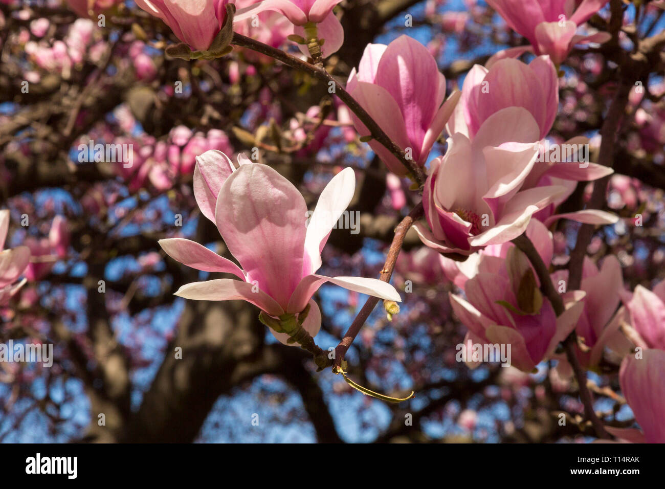 Magnolia an der Roosevelt Square Stockfoto