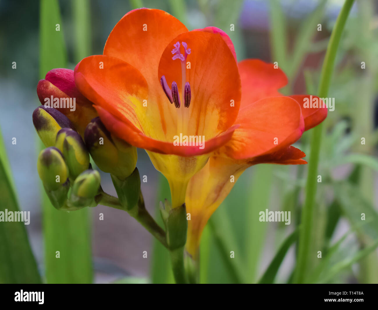 Close-up ein roter Freesie Blume in voller Blüte. Stockfoto