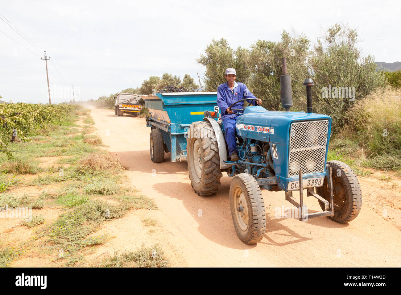 Shiraz Weinlese, Robertson, Robertson Valley, Western Cape, Südafrika. Farbige Arbeiter mit Traktor und Anhänger voller Trauben Stockfoto