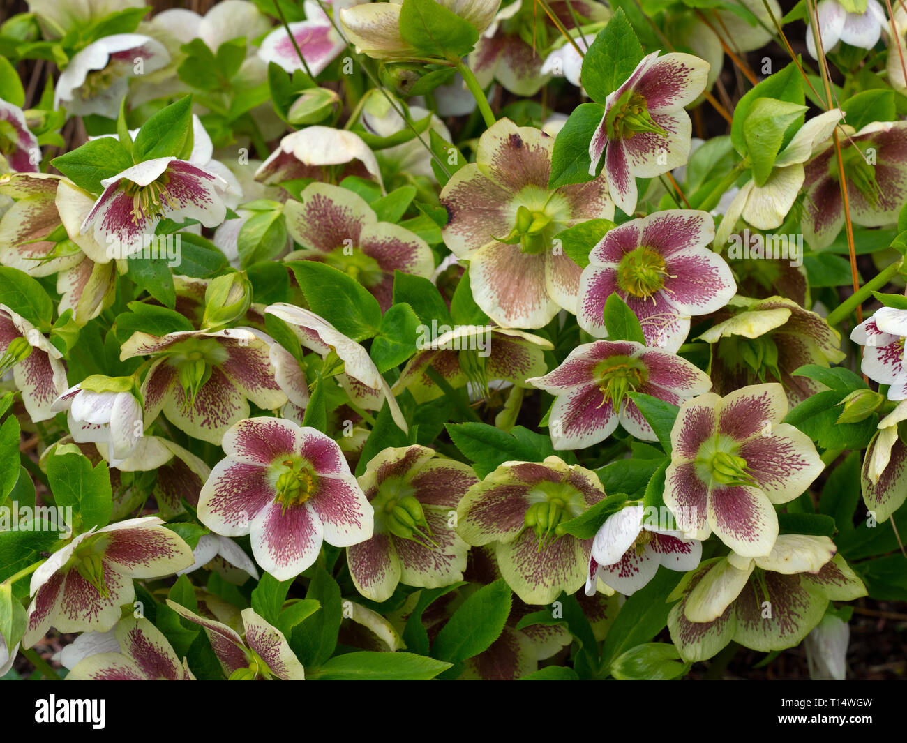 Helleborus × hybridus 'White Lady beschmutzt' Stockfoto