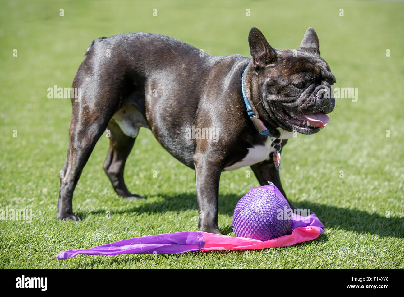 Schwarz gestromt weiß Frenchie männlich stehend über sein Spielzeug. Stockfoto