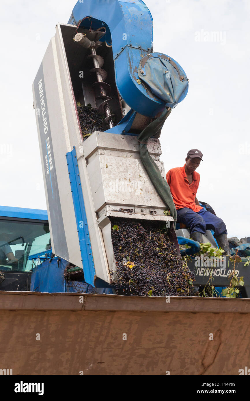 Shiraz Weinlese, Robertson, Robertson Valley, Western Cape, Südafrika, New Holland Braud SB58 Traubenerntemaschine offloading Trauben in das Ausgabefach Stockfoto