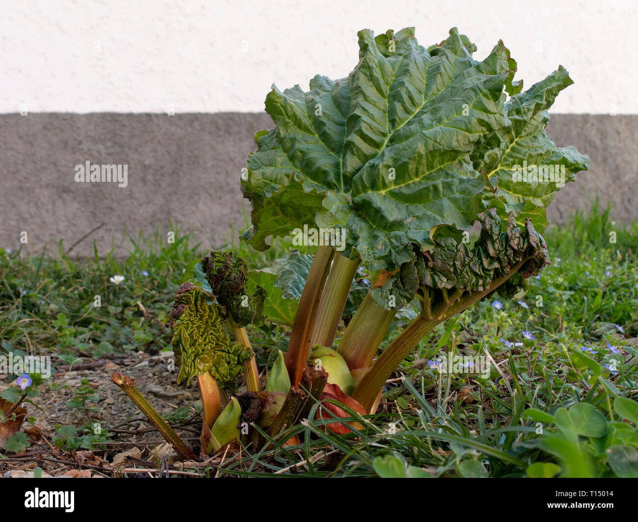 Rhabarber Anlage ab Frühjahr angebaut. Saisonalen Anbau. Stockfoto