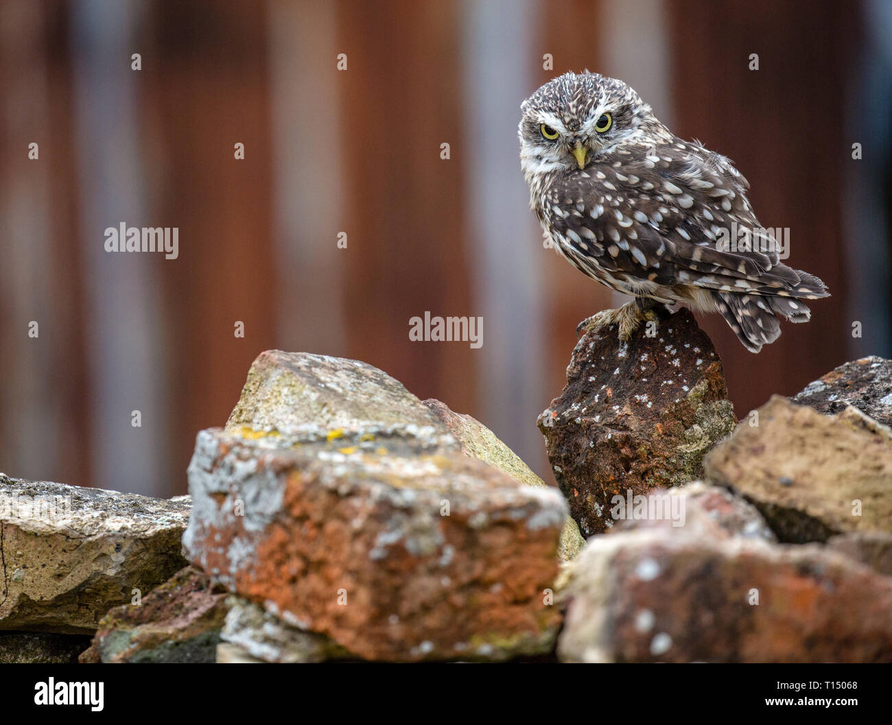 Steinkauz (Athene noctua) in völlig natürlichen Lebensraum, Vereinigtes Königreich Stockfoto