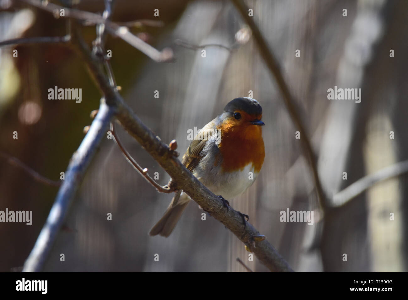 Foto eines kleinen Robin sitzen eine Zweigniederlassung im frühen Frühling. Stockfoto Foto eines kleinen Robin sitzen eine Zweigniederlassung im frühen Frühling. Stockfoto