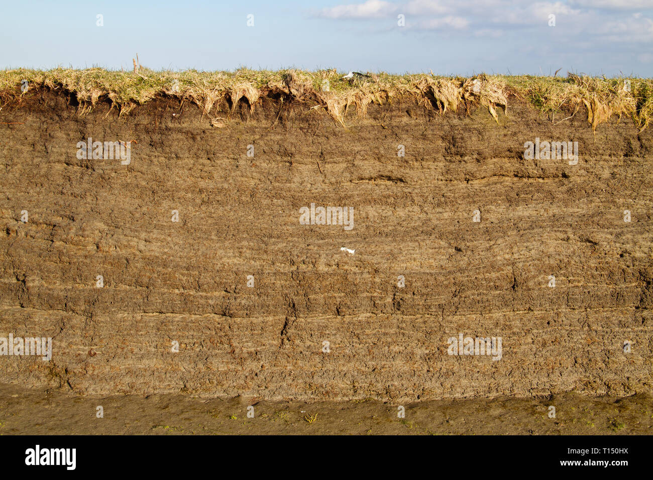 Gezeiten marsh Bodenprofil in der cutbank von einem Bach, das Ergebnis der Akkretion und Erosion, Schichten von Lehm mit kleinen Fragmenten des Tanks Stockfoto