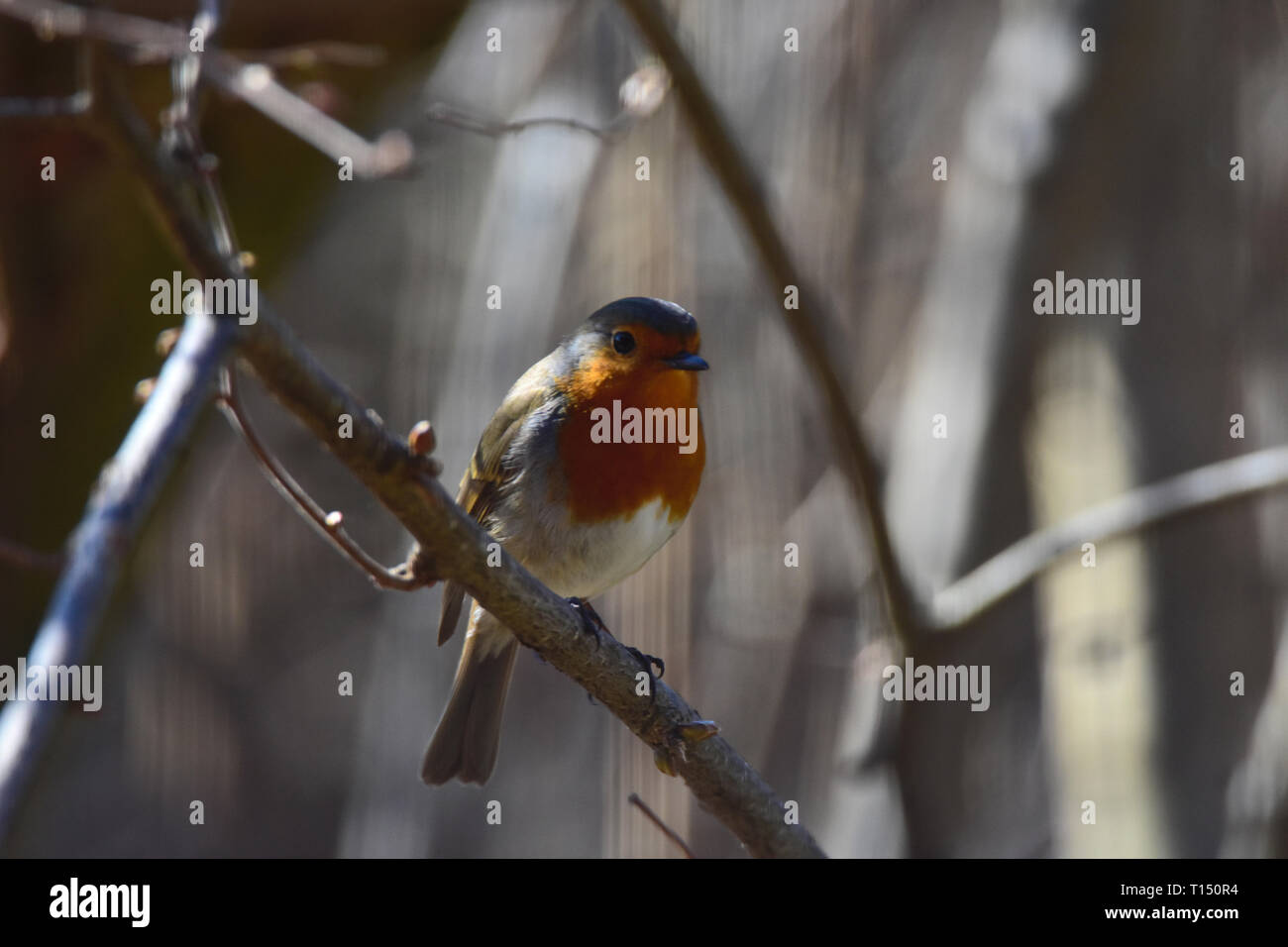 Foto eines kleinen Robin sitzen eine Zweigniederlassung im frühen Frühling. Stockfoto Foto eines kleinen Robin sitzen eine Zweigniederlassung im frühen Frühling. Stockfoto
