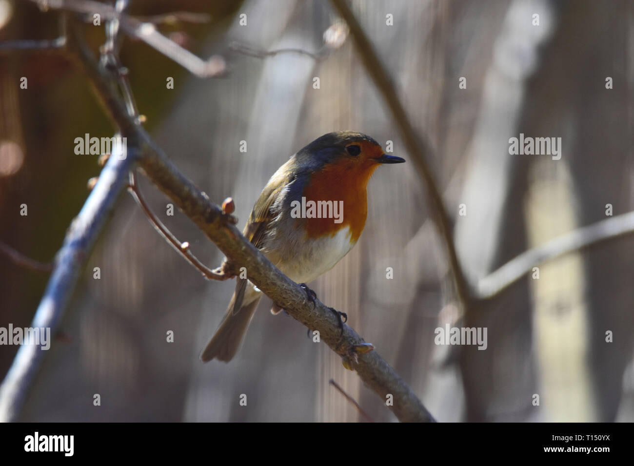 Foto eines kleinen Robin sitzen eine Zweigniederlassung im frühen Frühling. Stockfoto Foto eines kleinen Robin sitzen eine Zweigniederlassung im frühen Frühling. Stockfoto