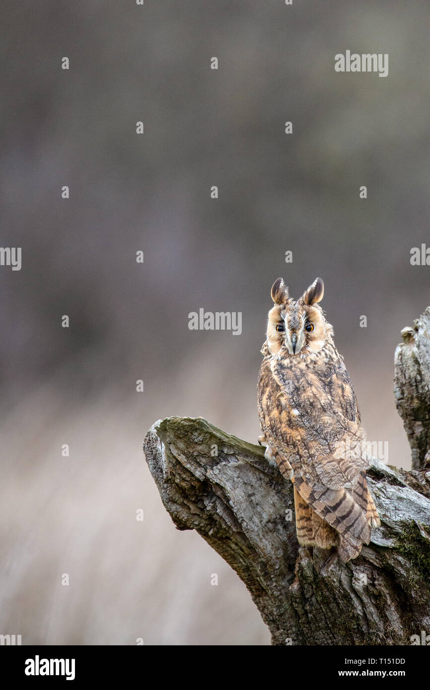 Lange Eared Owl (Asio Flammeus) auf völlig natürliche Barsch, Vereinigtes Königreich Stockfoto